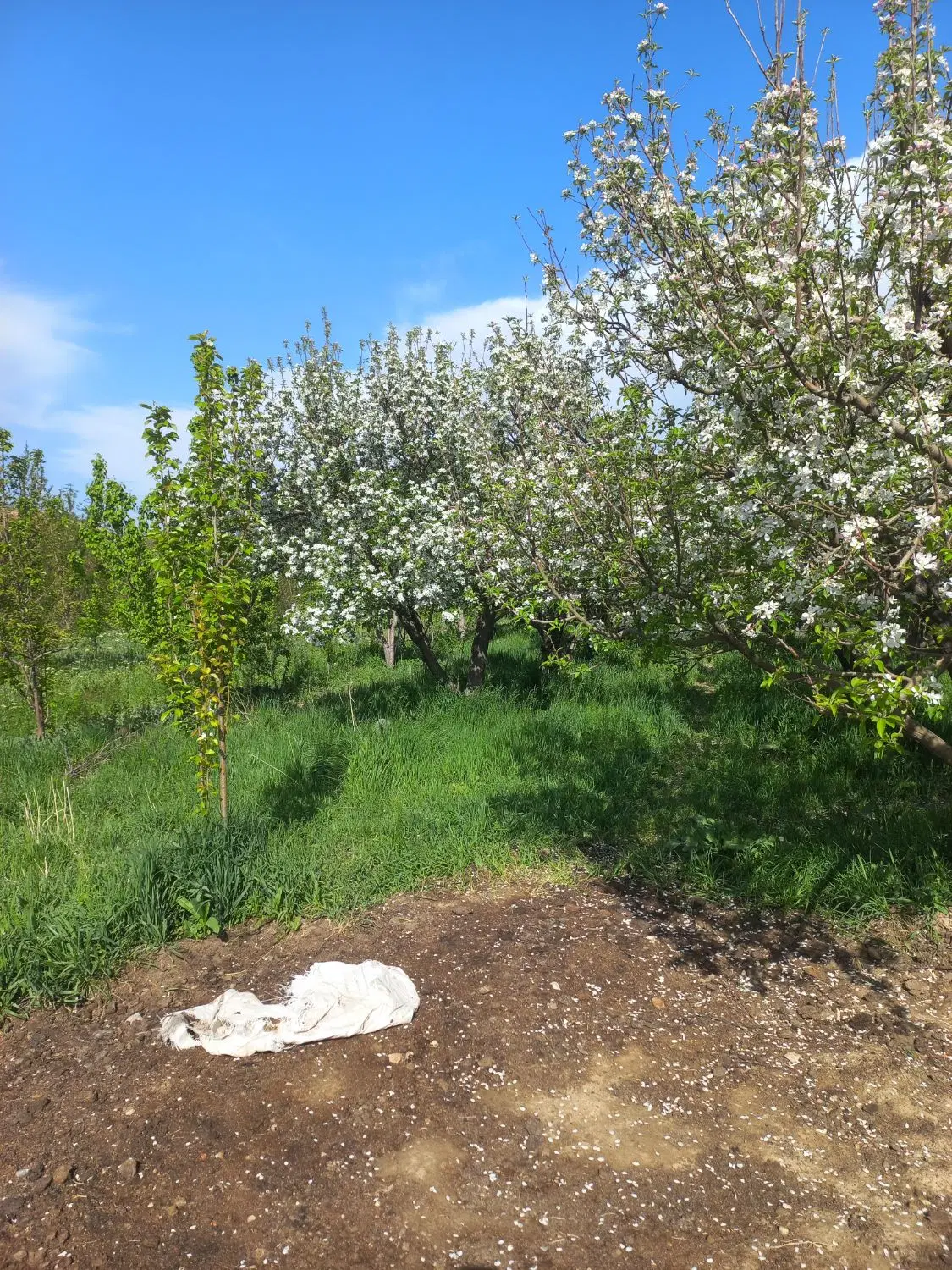 یک باغ درراستای قله سفید