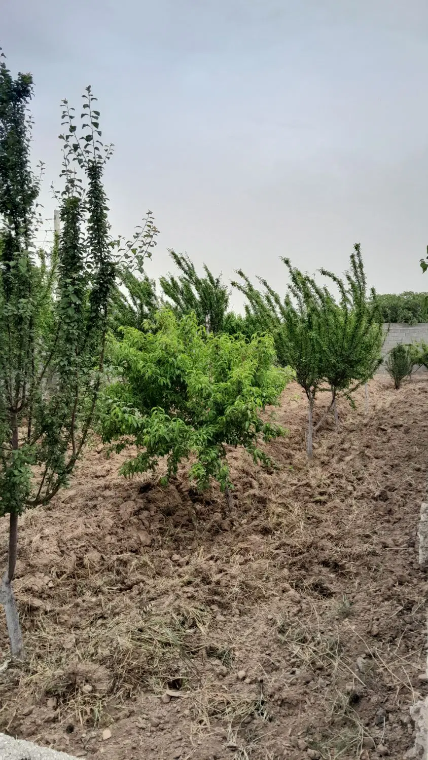 باغچه شهرکی ،سنددار ۳۰۰ متری،منجیل آباد