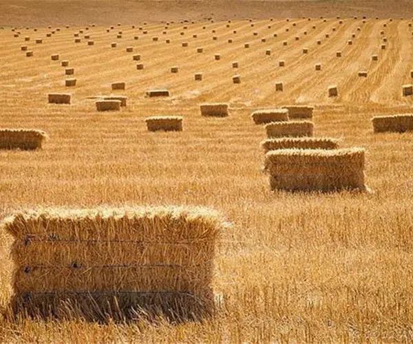 انبار (کاهدان) برای کاه و بسته یونجه