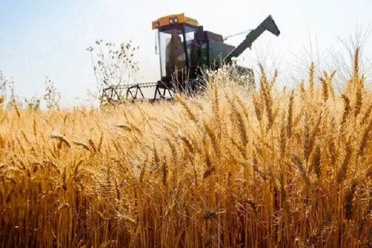 زمین کشاورزی
