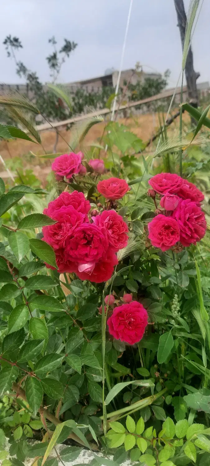 باغ فروشی در برزش اباد
