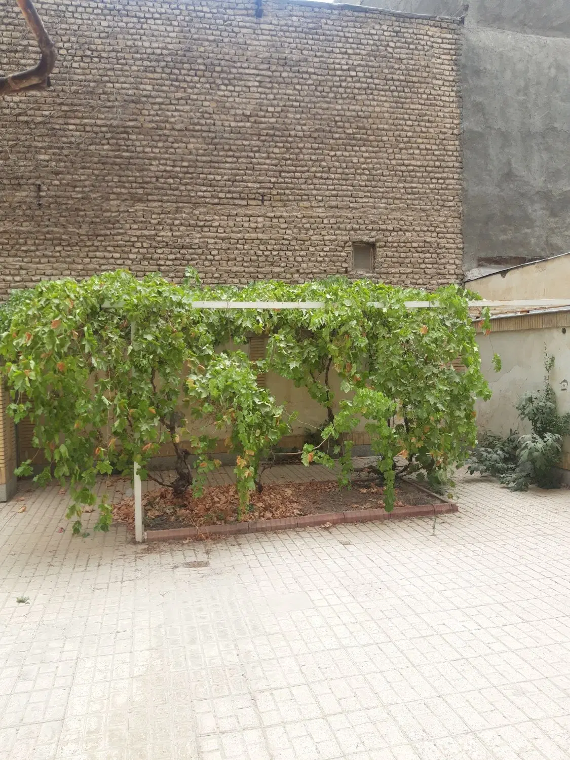 همکف حیاط دار مناسب یک یا دو خانم