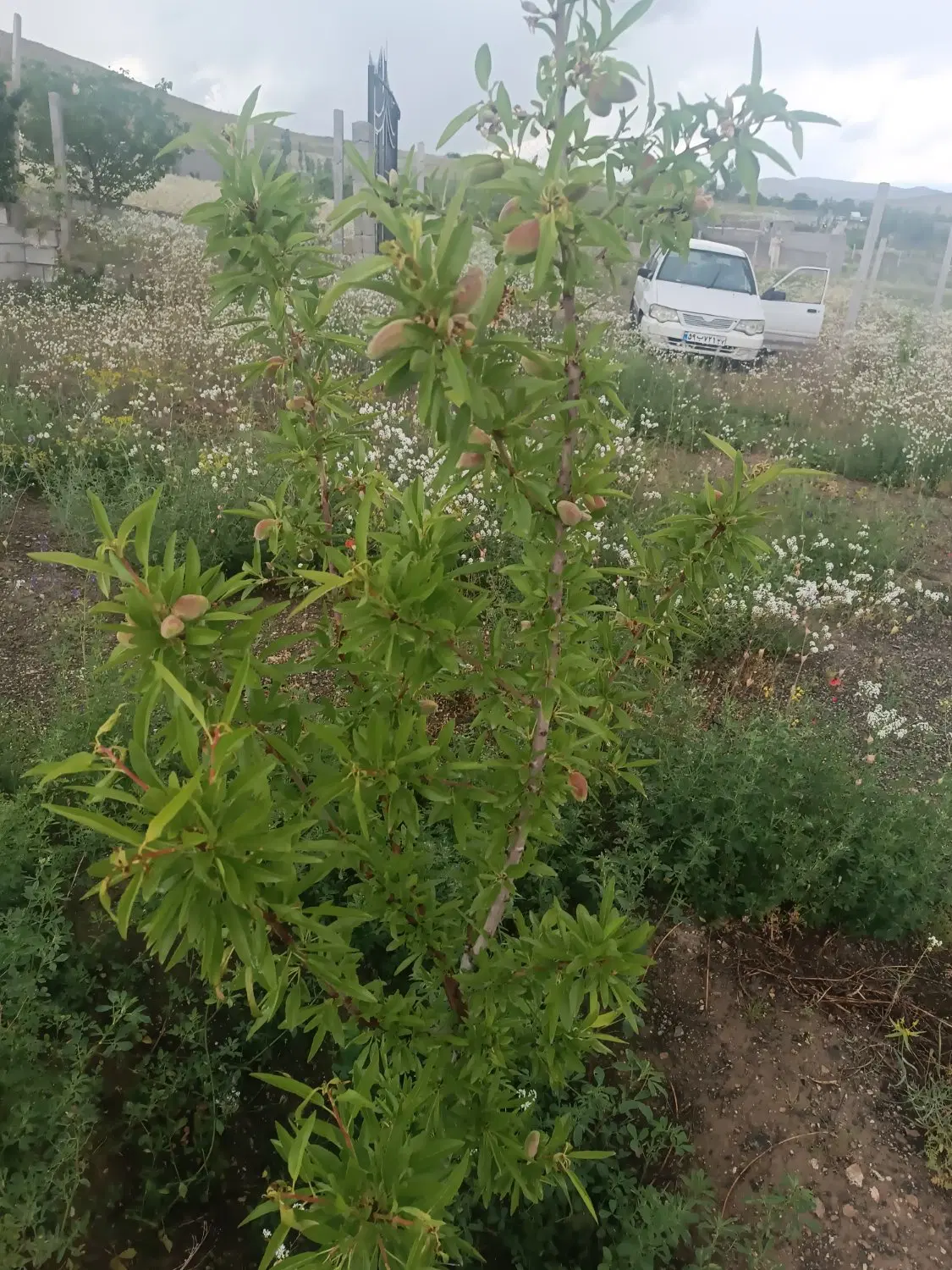 فروش باغ