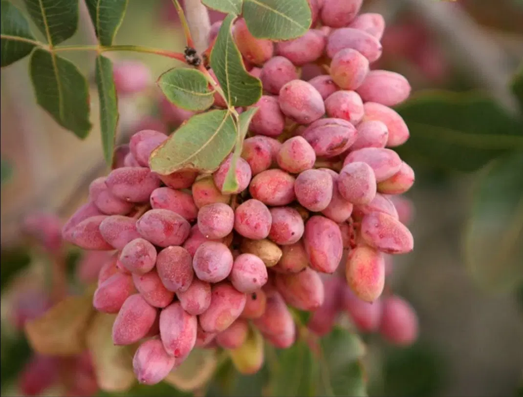 باغ پسته