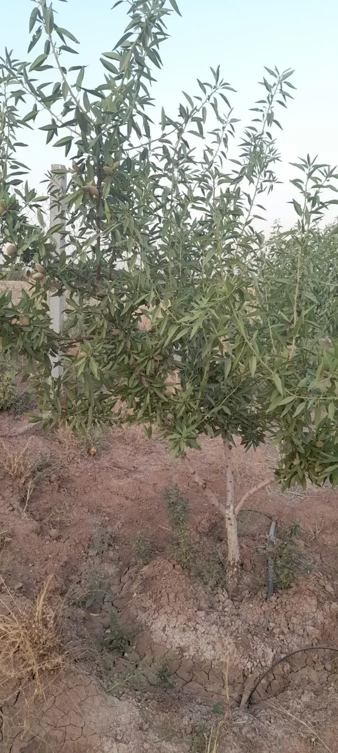 باغ ۵۰۰۰متر