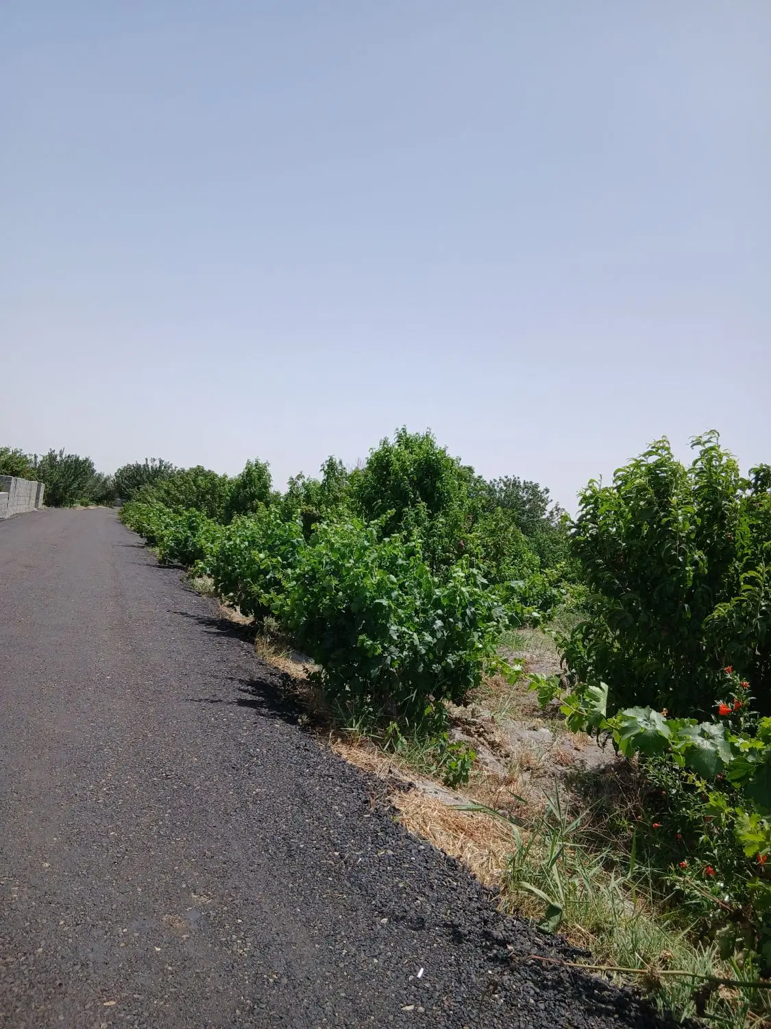 باغ وباغچه_۱۵۰متری _سهم اب برق گازمصرفی
