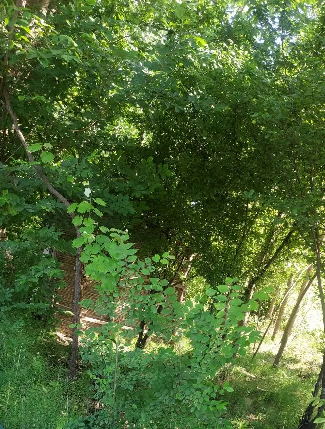 باغچه استراحتگاهی کوچک ساده درحدسرپنانه510متر