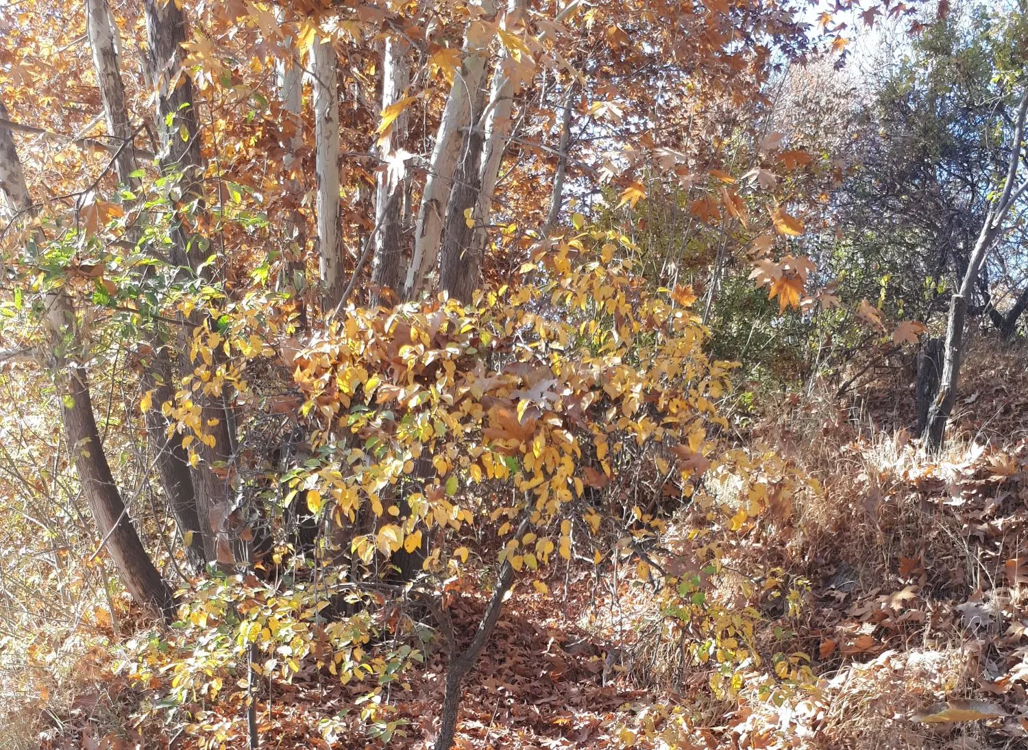 باغ سند دار