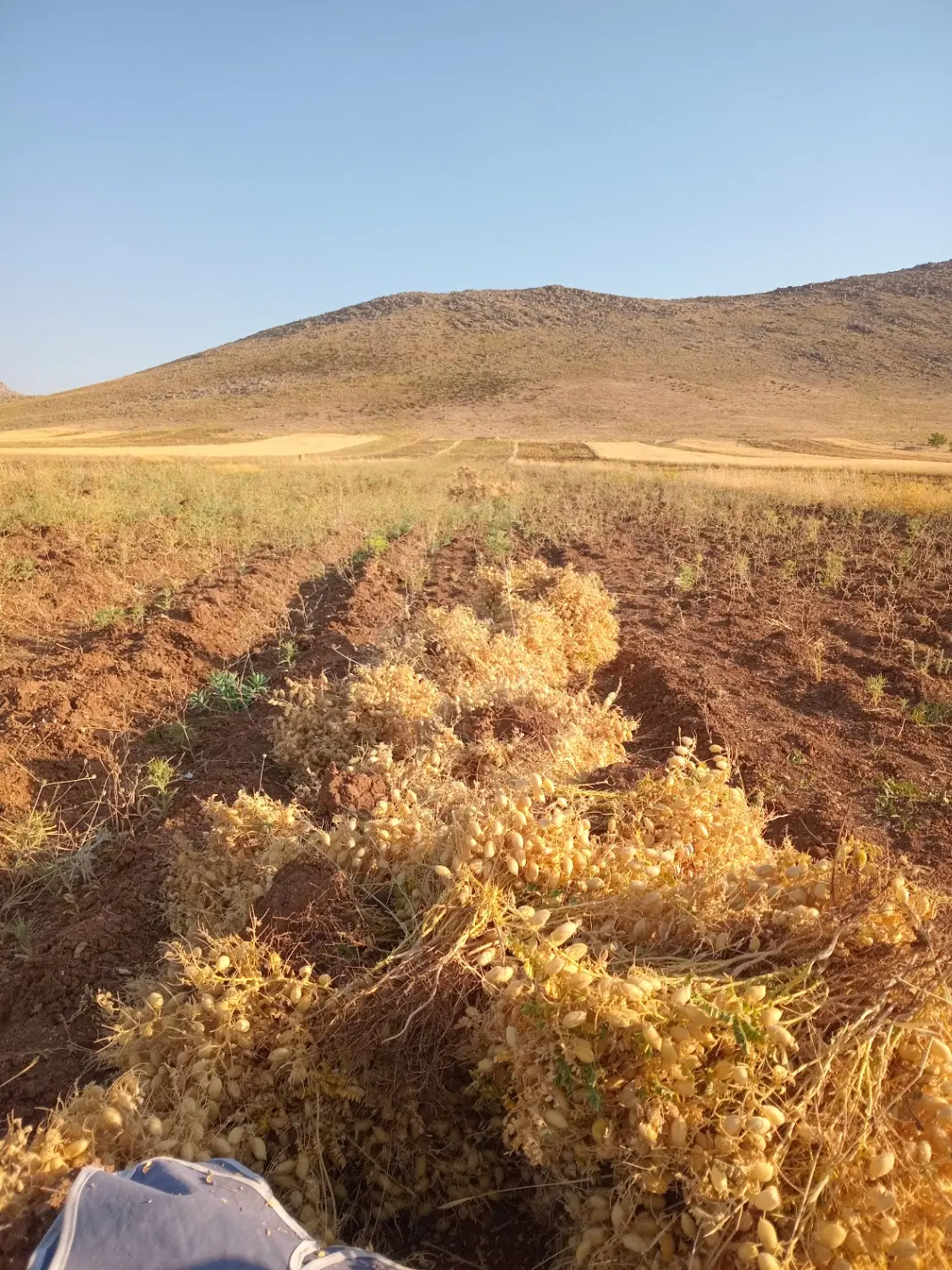 زمین کشاورزی کوه دم بره