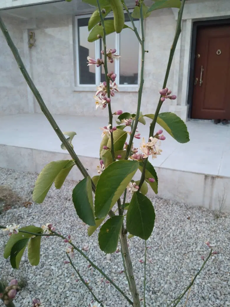 اجاره آپارتمان