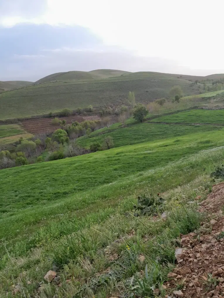 زمین کشاورزی و دامداری واقع در روستای شرشر