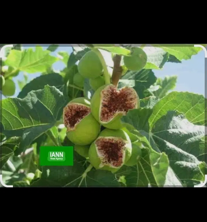 باغ ۲۵۰۰ متری و فروش به اندازه ی دلخواه