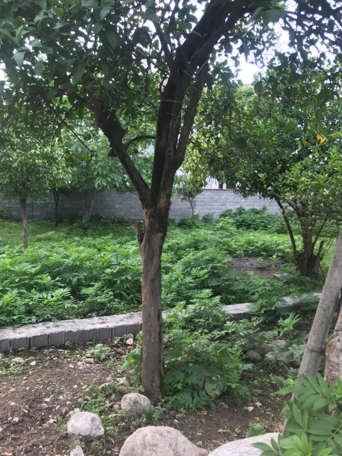فروش زمین در عباس آباد