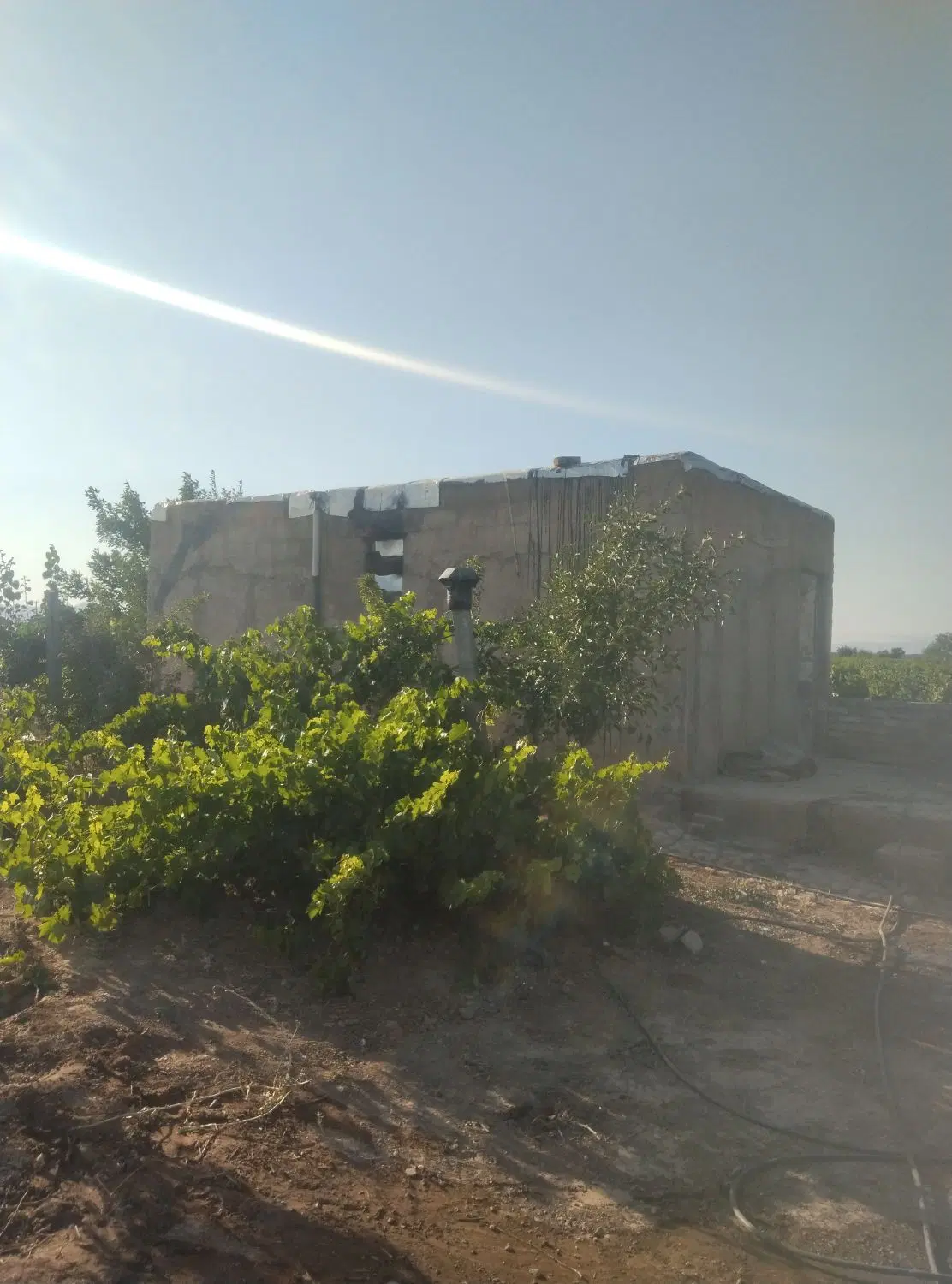 باغ انگور