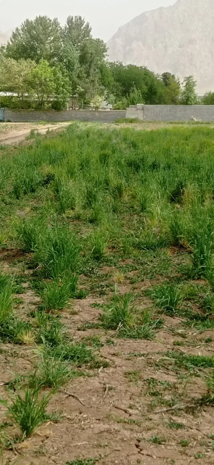 زمین برا باغ
