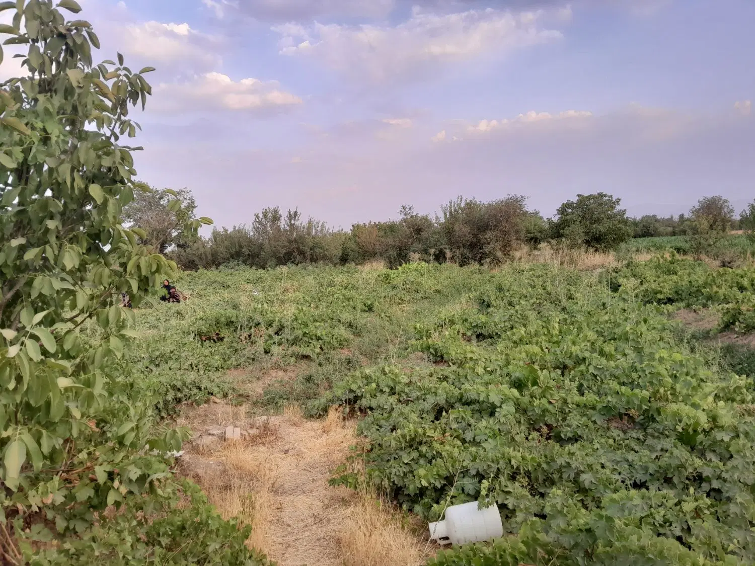 فروش زمین باغی ولی اباد ۷۵۰متر ۲بر