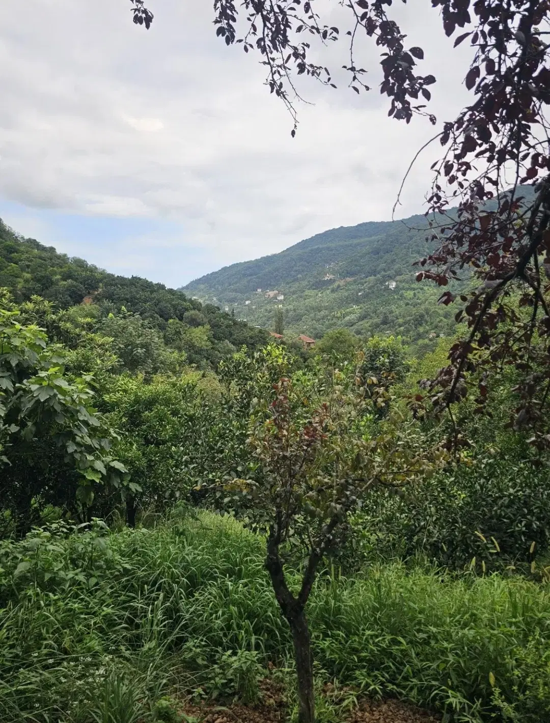 فروش زمین روستایی