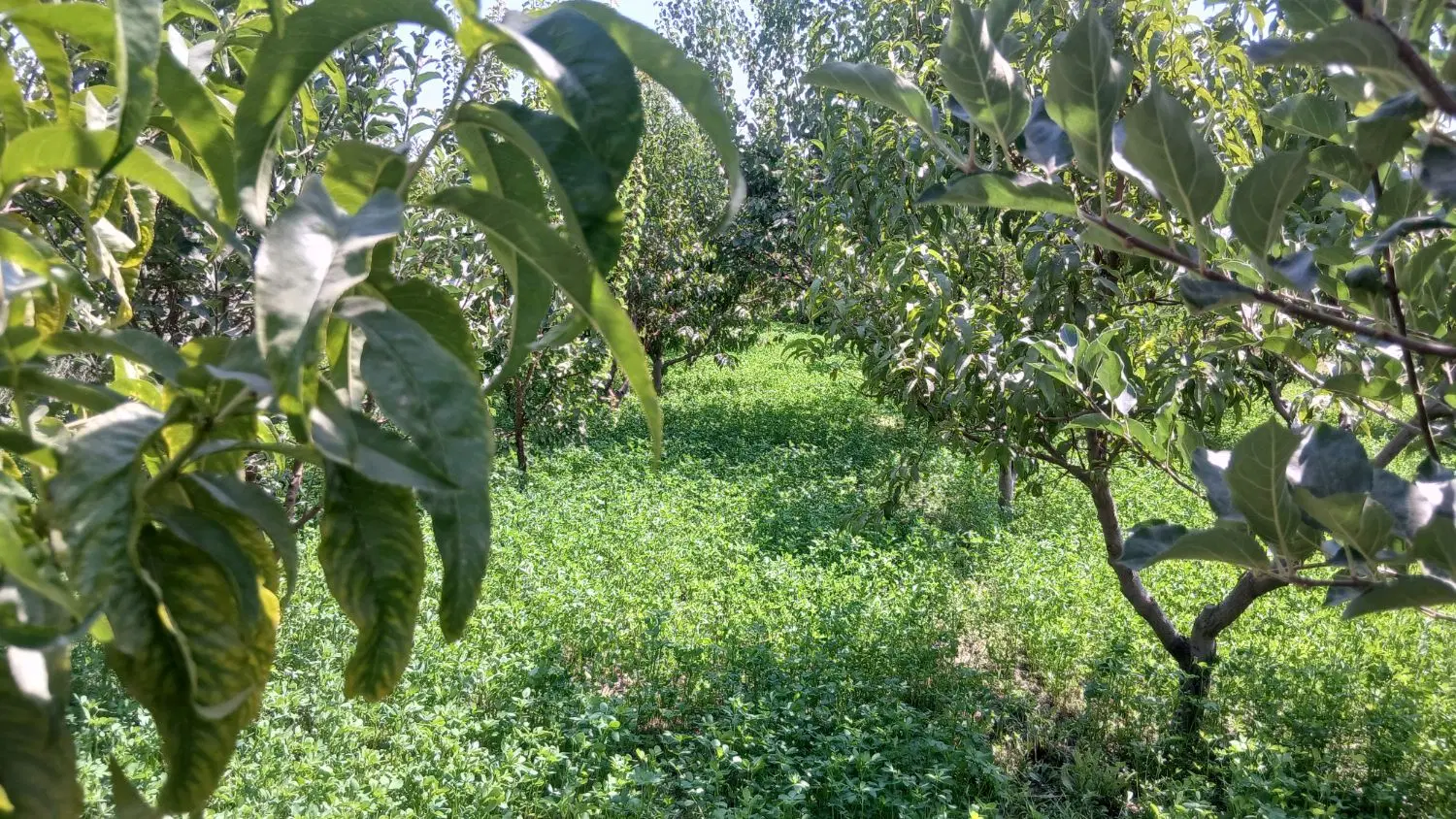 باغچه ی میوه ۸۰۰متر