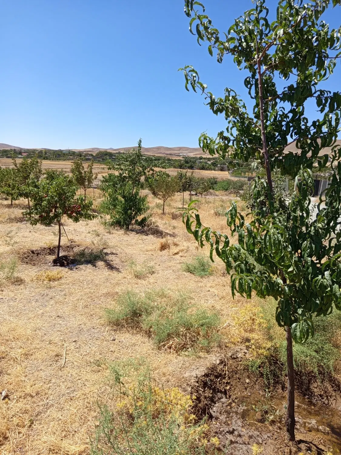 باغ ۱۱۰ متری در حاجی آباد