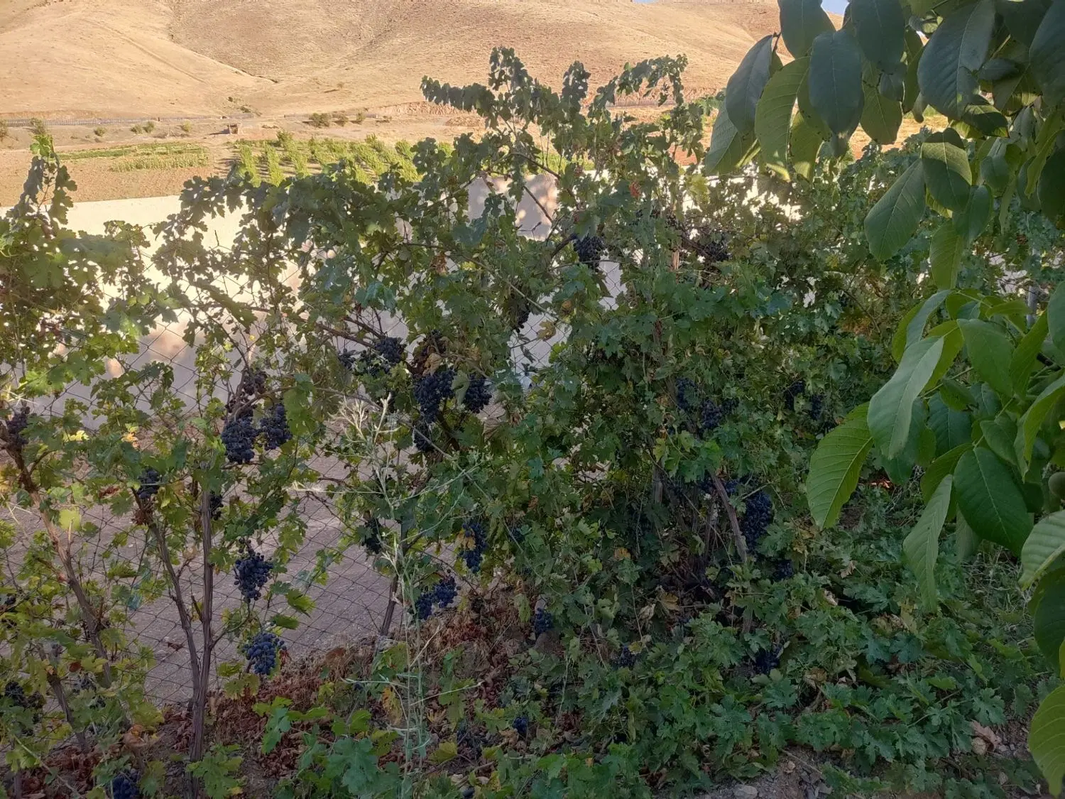 باغ میوه