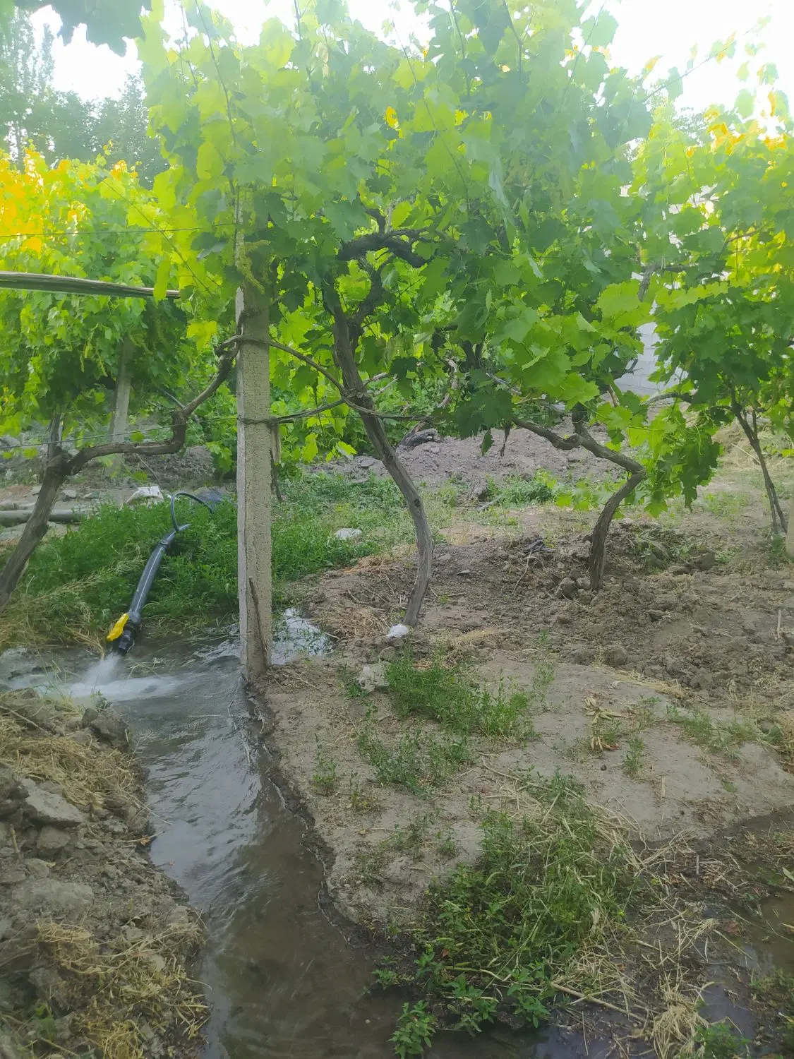 باغ باغچه در جاده سنتو ترکمان با خانه باغ مجوزرسمی