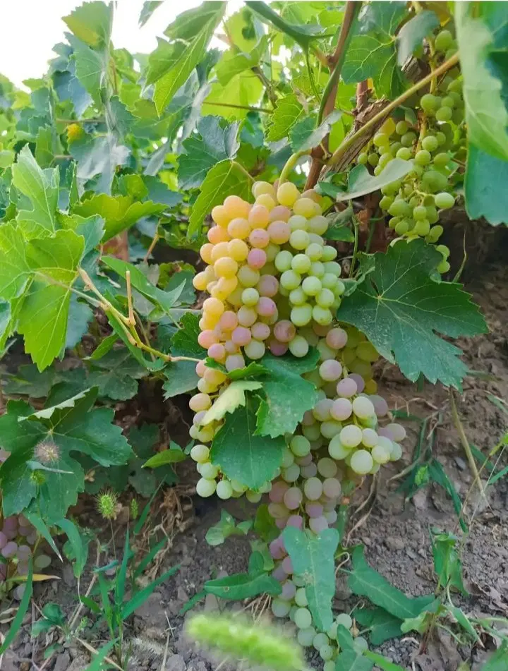 اجاره باغ انگور در صالح آباد