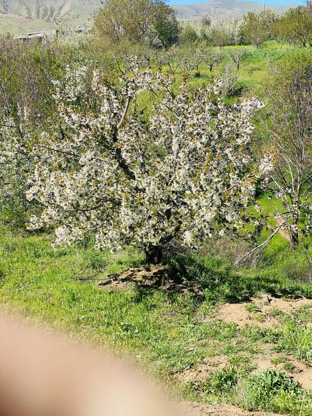 زمین باغی