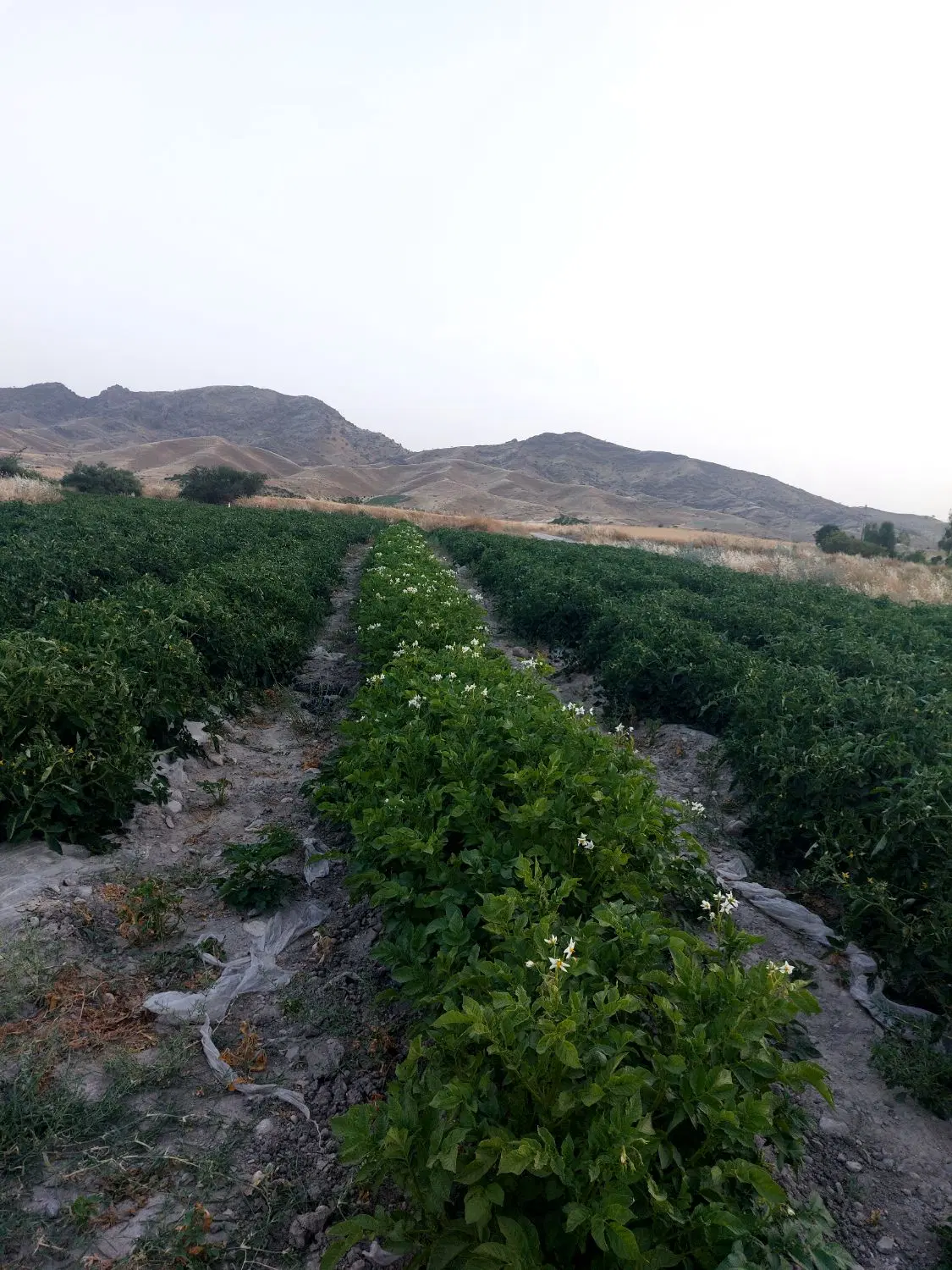 زمین در سنگان