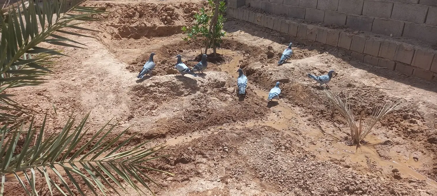 زمین کشاورزی