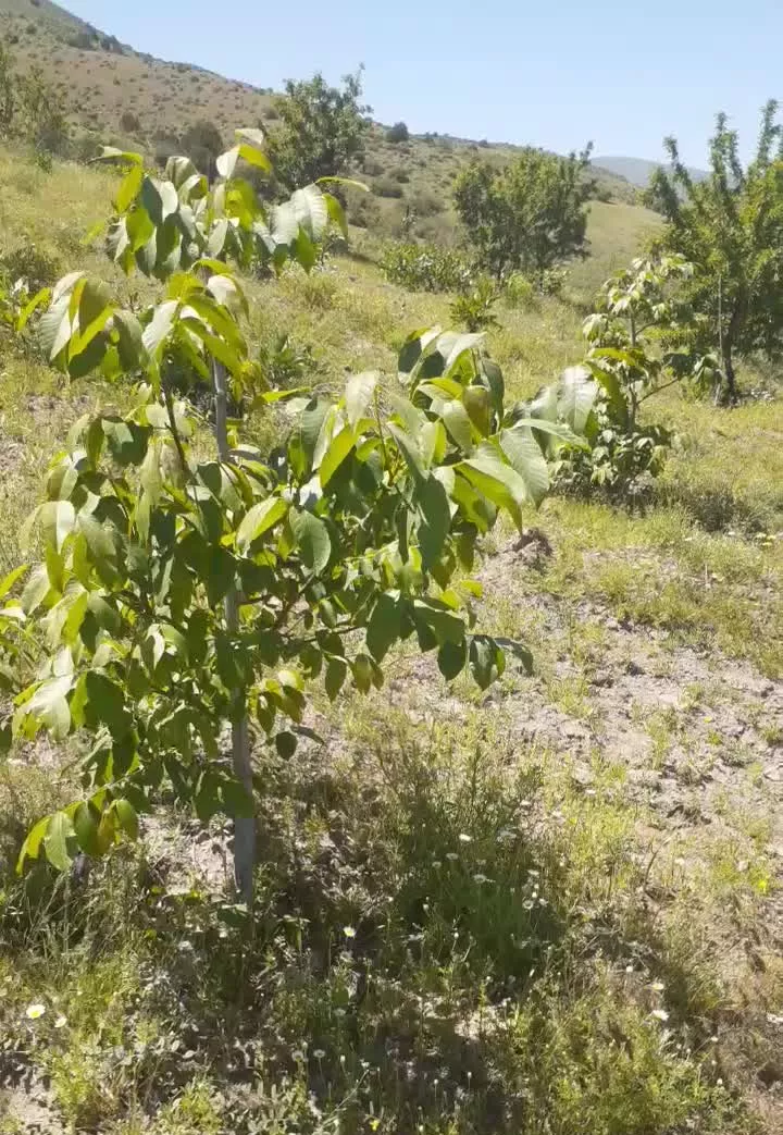 فروش باغ ۲هکتاری