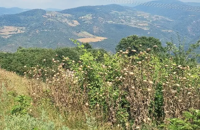 فروش زمین... باغ مرکبات