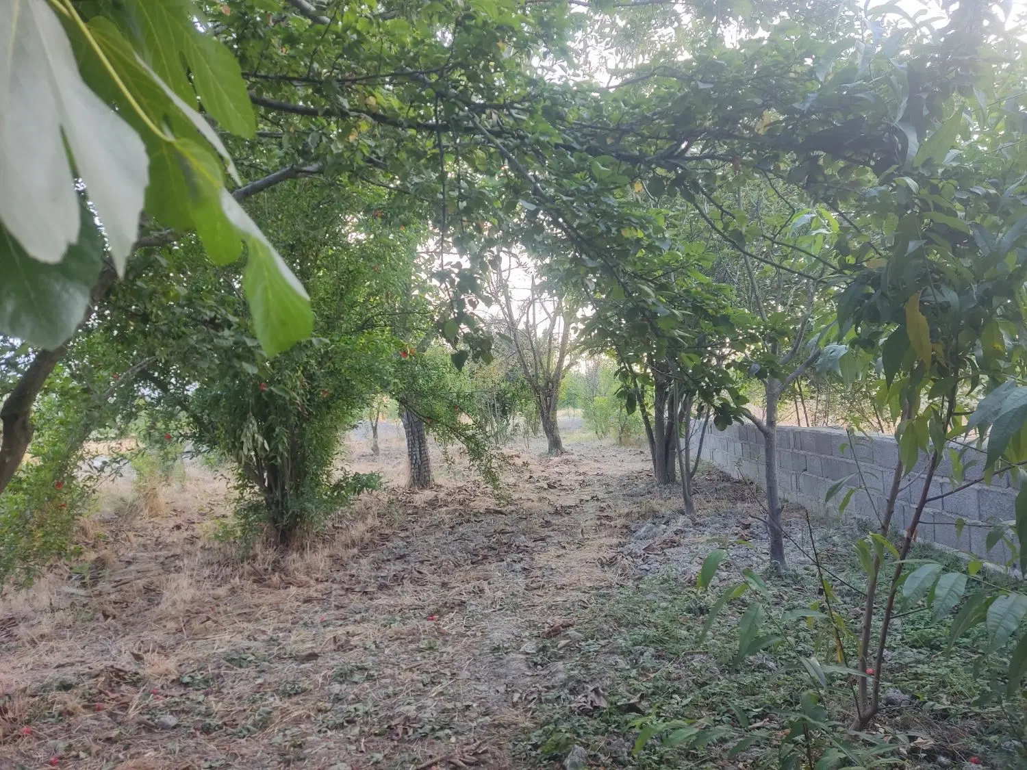 خانه باغ واقع در روستا
