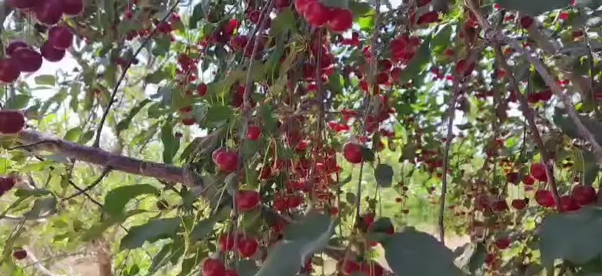۱۰۰۰ متر باغ سرحال سربندان دماوند