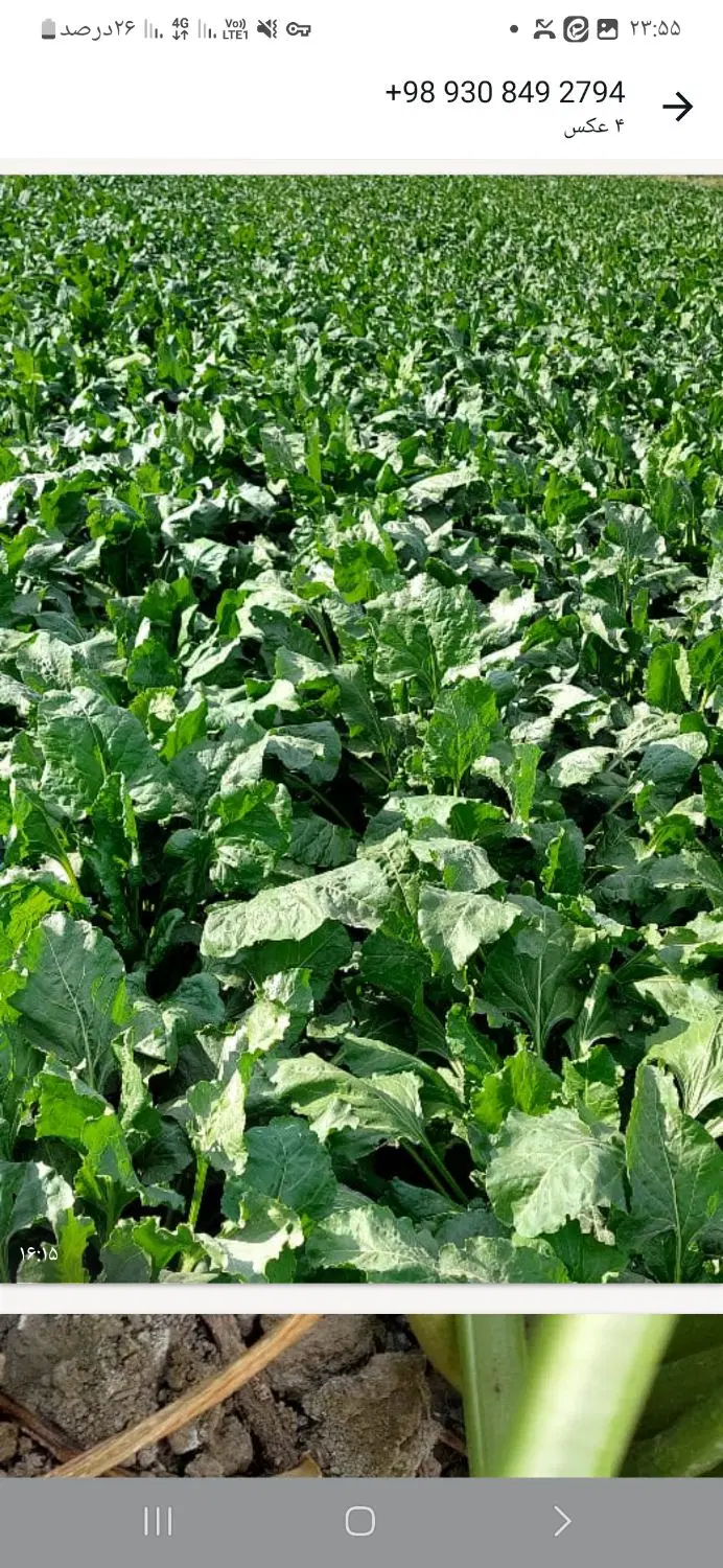 زمین کشاورزی برای چغندر