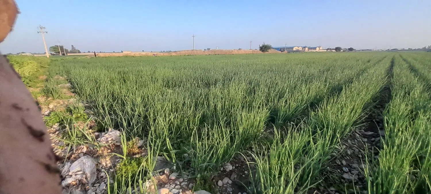 اجاره زمین کشاورزی