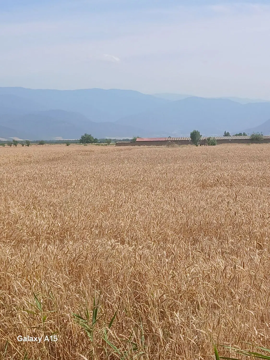 زمین کشاورزی ۱_۵هکتار