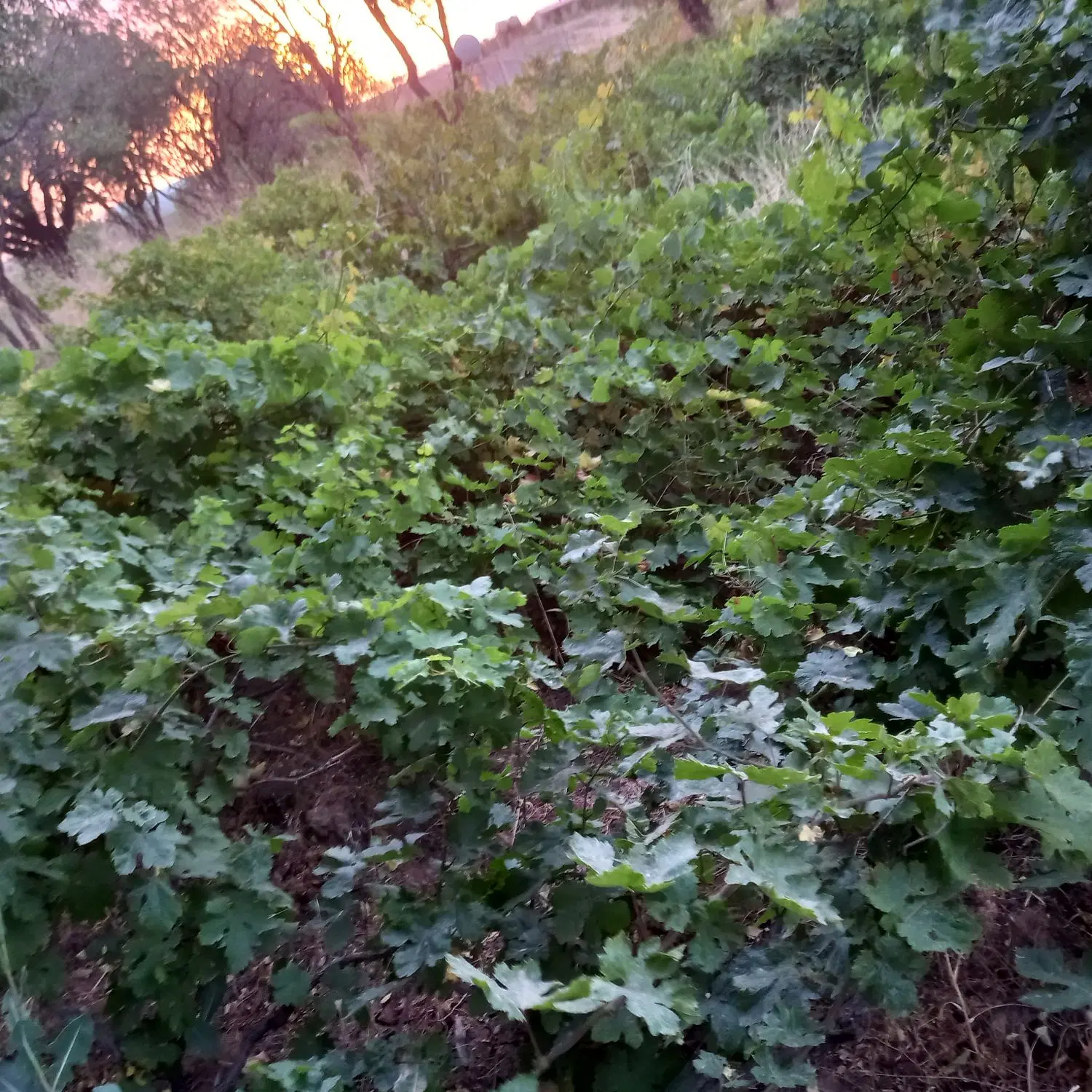 باغ انگور