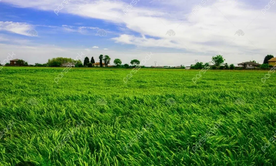 زمین کشاورزی