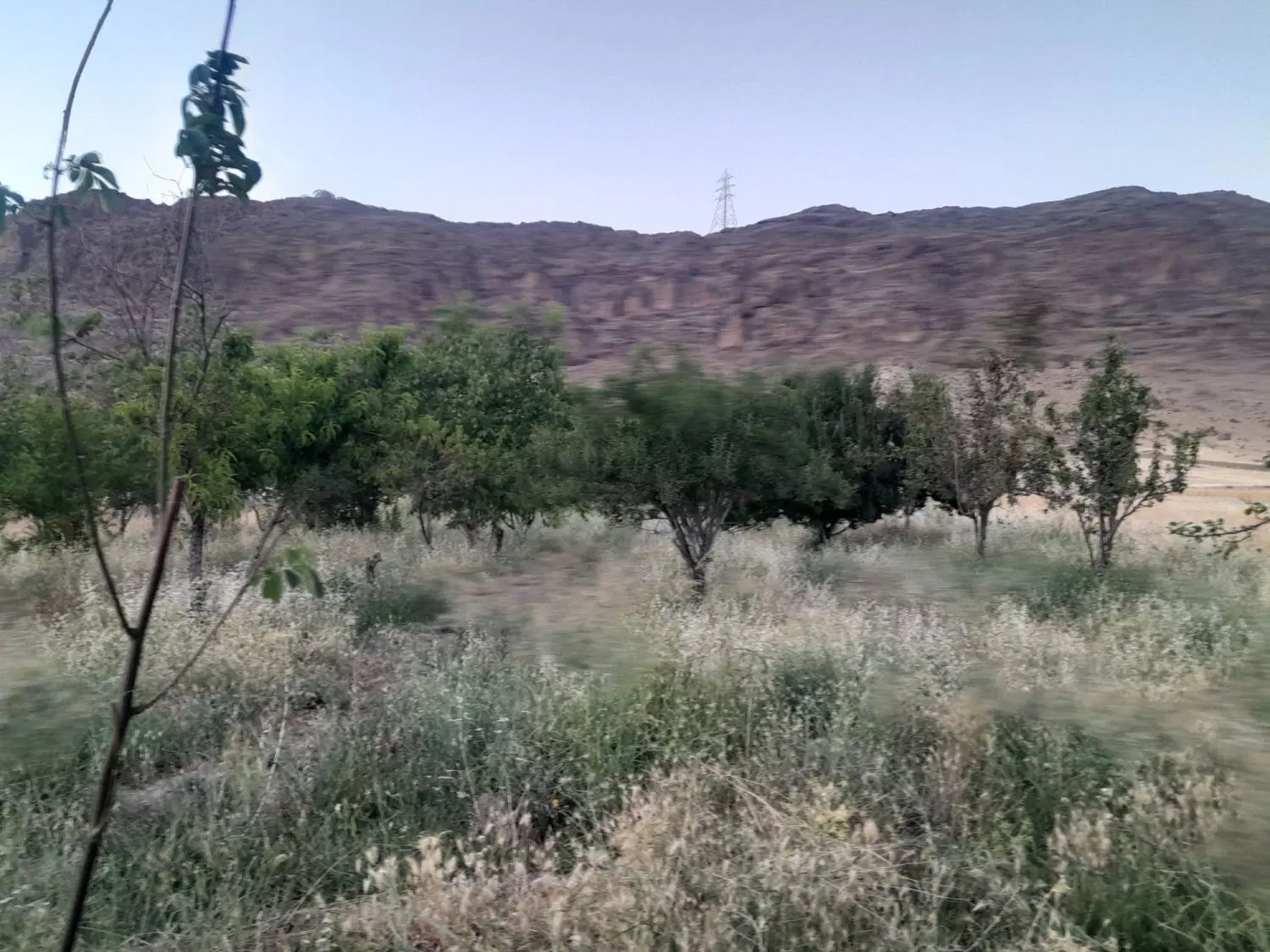 فروش باغ