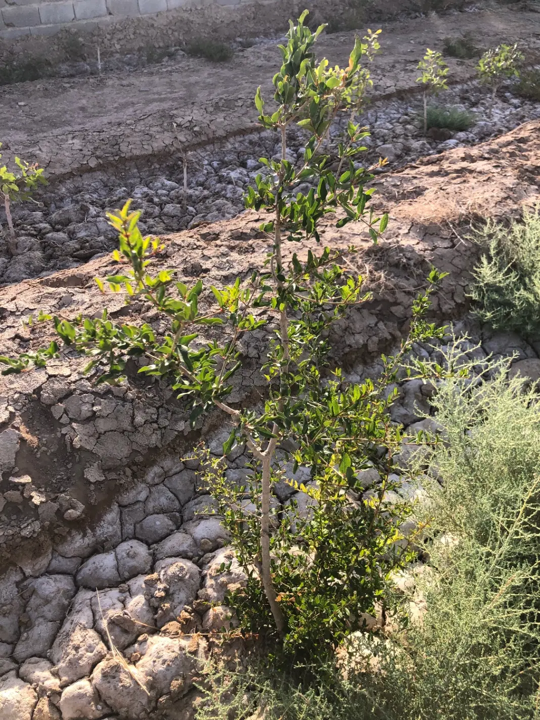 فروش یک قطعه زمین باغی