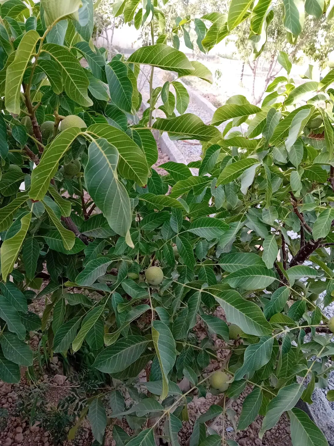باغ ویلا