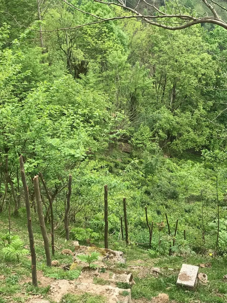 ۳۳۲متر زمین  در سیاهمزگی  شفت