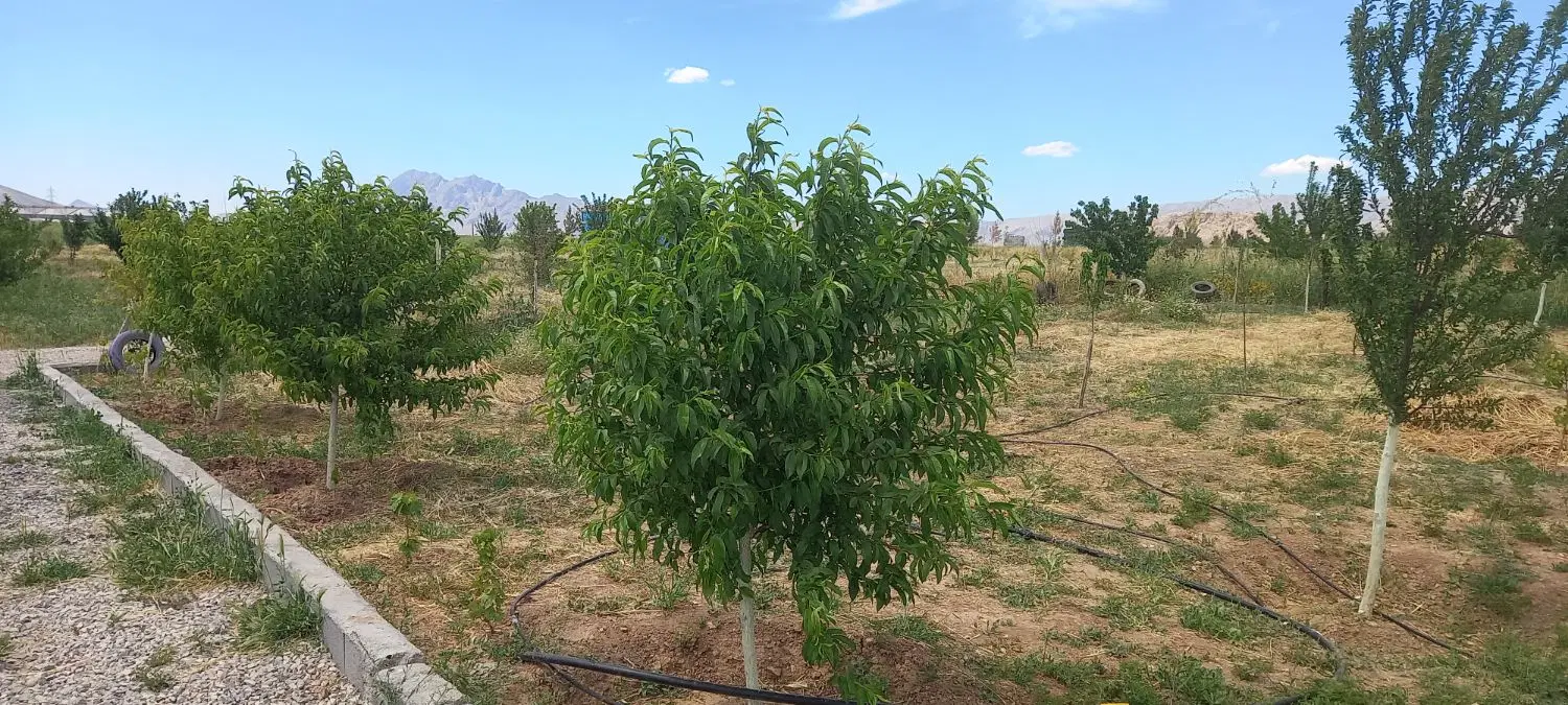باغ ۱۰۰۰متری جاده روانسر