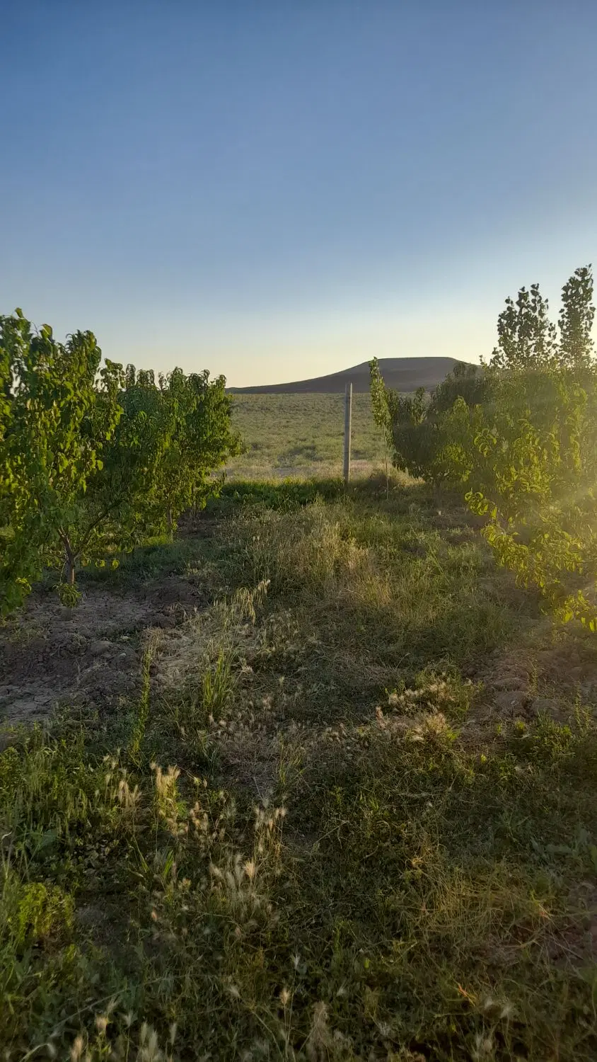 باغ صفا در کمربندی غربی