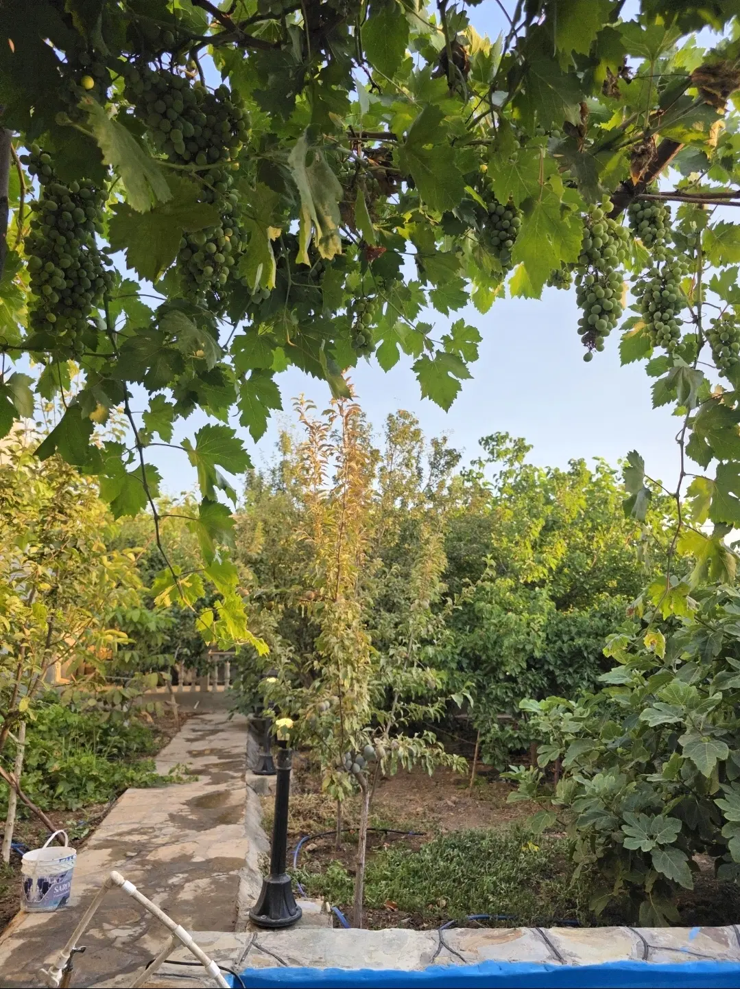 باغ ، باغچه ویلایی