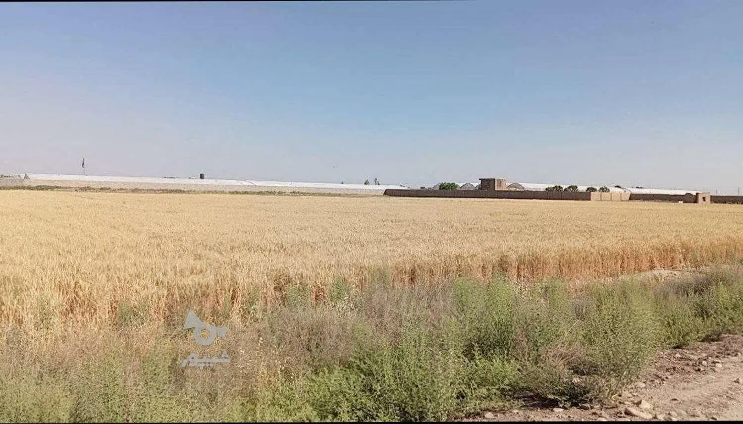 زمین دیم کشاورزی روستای چهزال بر جاده