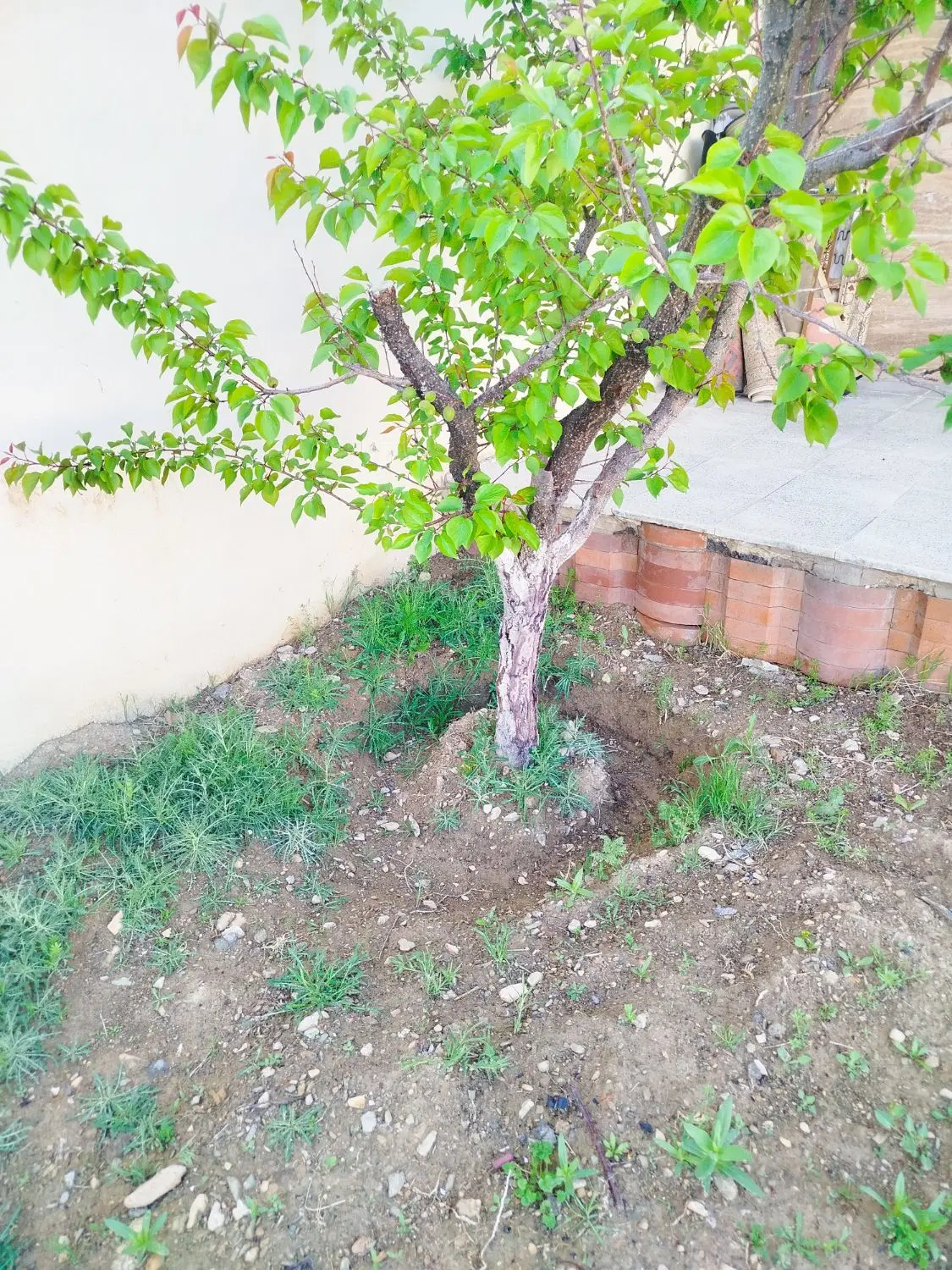 زمین در حاجی آباد