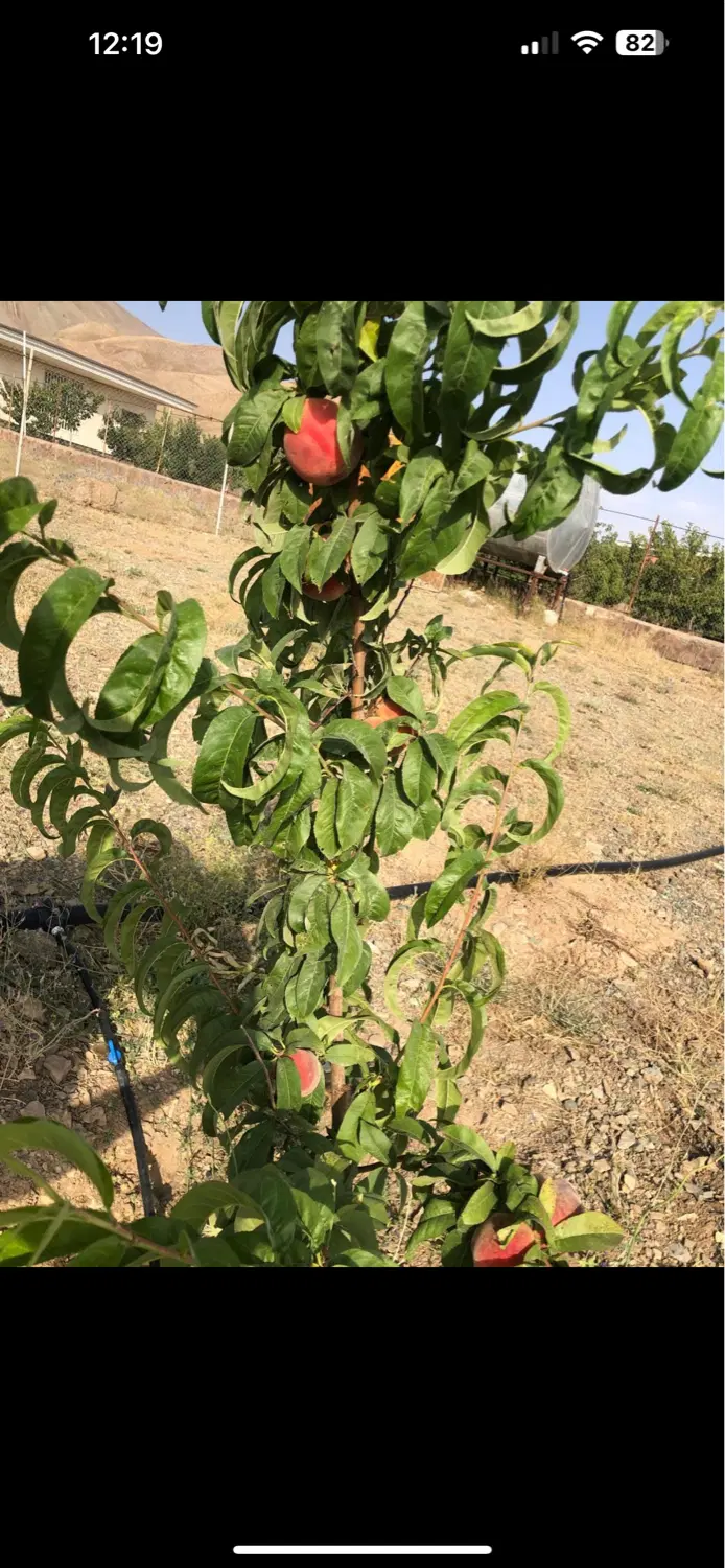 باغ میوه ۱۰۰۰ متر چنار شرق