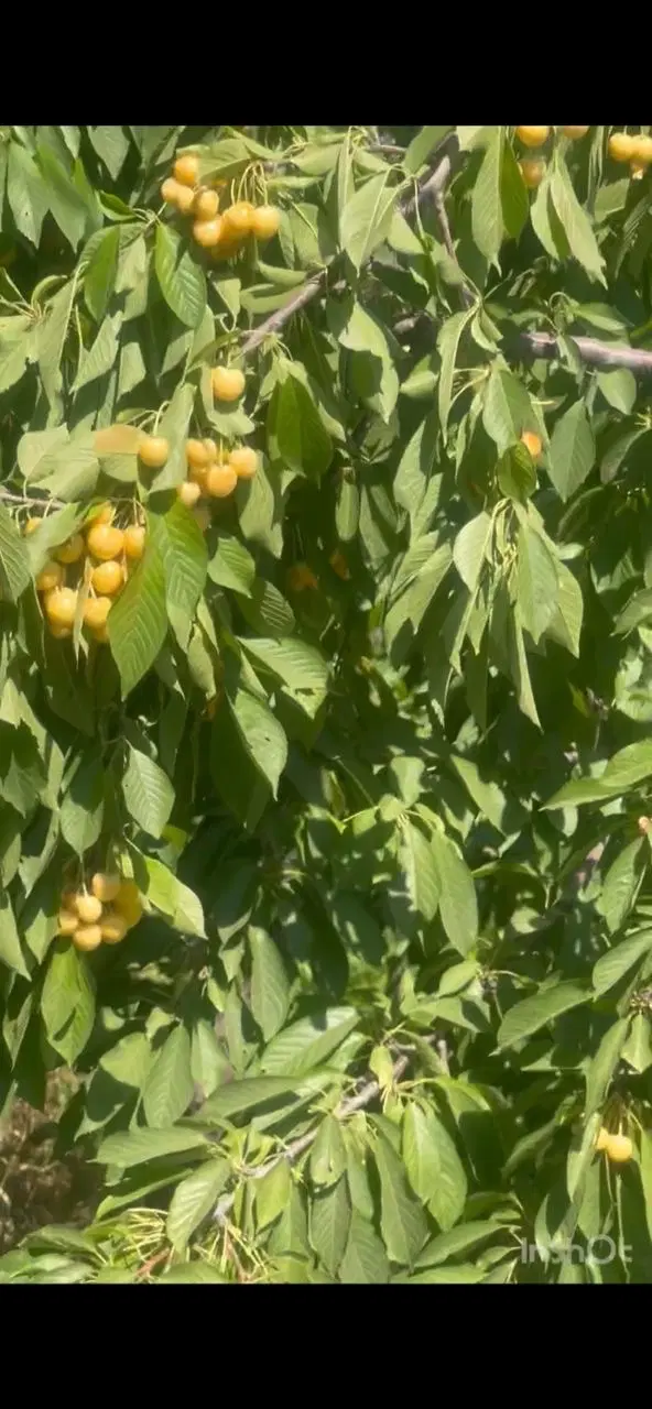 باغ جاده سنندج کامیاران
