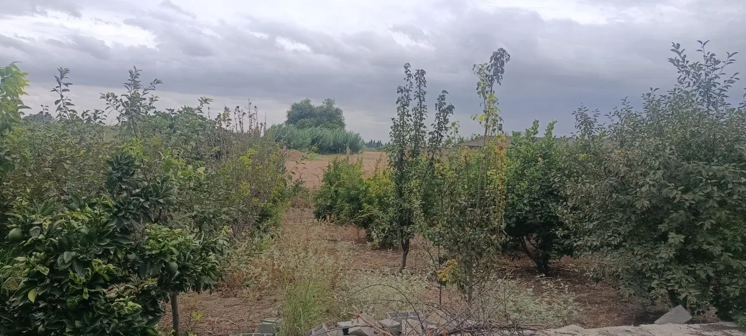 باغ آماده با دختران بارده